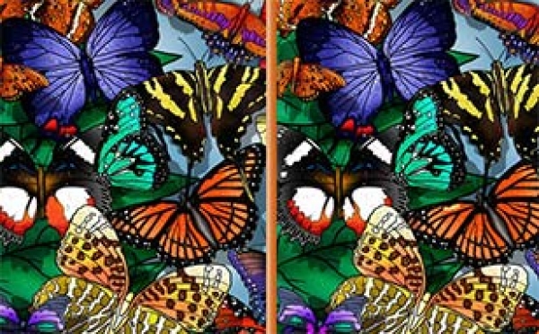 Differences Papillons Jouez Gratuitement A Differences Papillons Sur Jeu Cc Differences Papillons Jouez Gratuitement A Differences Papillons Sur Jeu Cc